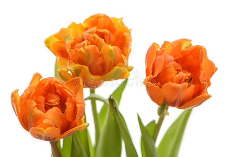 Três tulipas alaranjadas bonitas na opinião lateral do fim branco do fundo imagem de stock Três tulipas alaranjadas bonitas na opinião lateral do fim branco do fundo imagem de stock