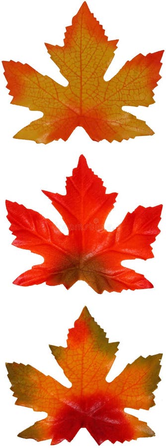 Trío de la hoja de arce imagen de archivo libre de regalías Trío de la hoja de arce imagen de archivo libre de regalías