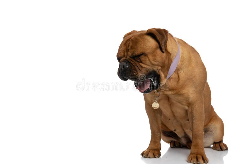 Tired brown bullmastiff dog with collar yawning and drooling while sitting on white background. Tired brown bullmastiff dog with collar yawning and drooling while sitting on white background