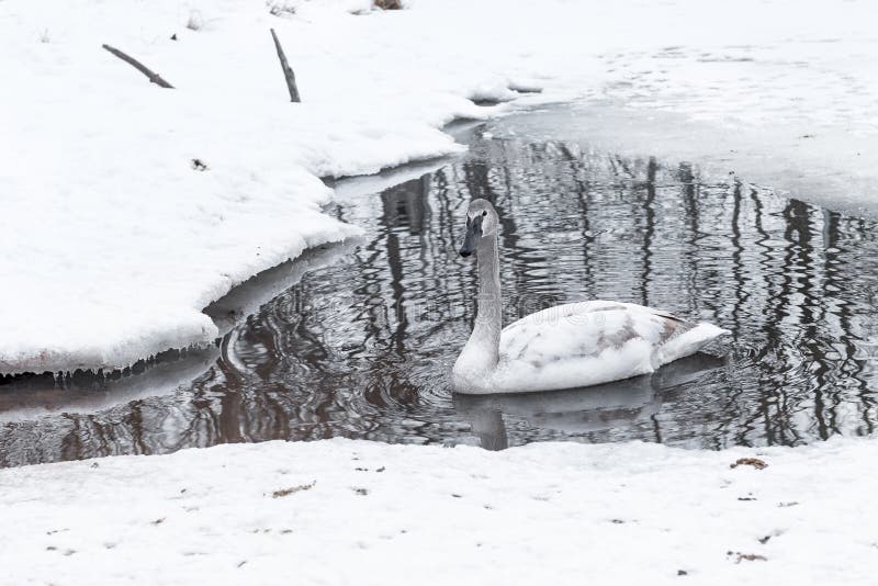 Trąbkarza łabędź Cygnus buccinator pławiki Opuszczali w Waterhole fotografia stock Trąbkarza łabędź Cygnus buccinator pławiki Opuszczali w Waterhole fotografia stock
