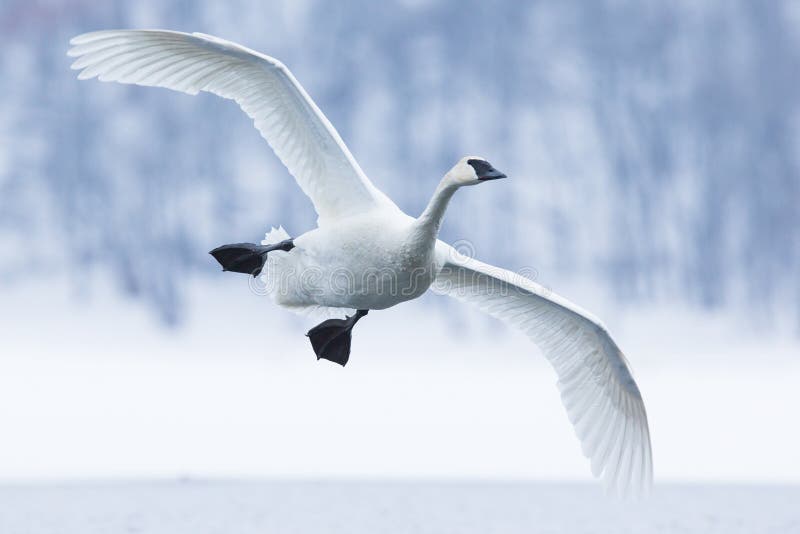 Trąbkarza łabędź lądowanie na wodzie fotografia stock Trąbkarza łabędź lądowanie na wodzie fotografia stock