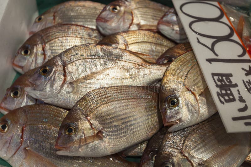 Tsukiji Fish Market, Japan.