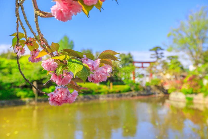 Details of cherry blossom on foreground over small lakes called Genpei inside Tsurugaoka Hachimangu complex in Kamakura, Japan. Red Torii on blurred background. Spring concept, Hanami and outdoor life. Details of cherry blossom on foreground over small lakes called Genpei inside Tsurugaoka Hachimangu complex in Kamakura, Japan. Red Torii on blurred background. Spring concept, Hanami and outdoor life