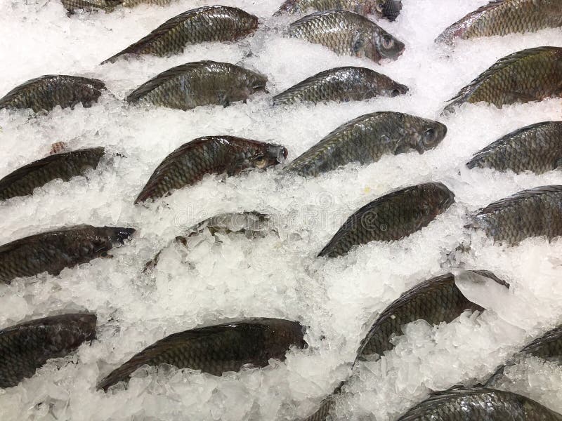 Ttilapia fresca sul ghiaccio in vendita sul mercato del pesce in Thailandia fotografie stock libere da diritti Ttilapia fresca sul ghiaccio in vendita sul mercato del pesce in Thailandia fotografie stock libere da diritti