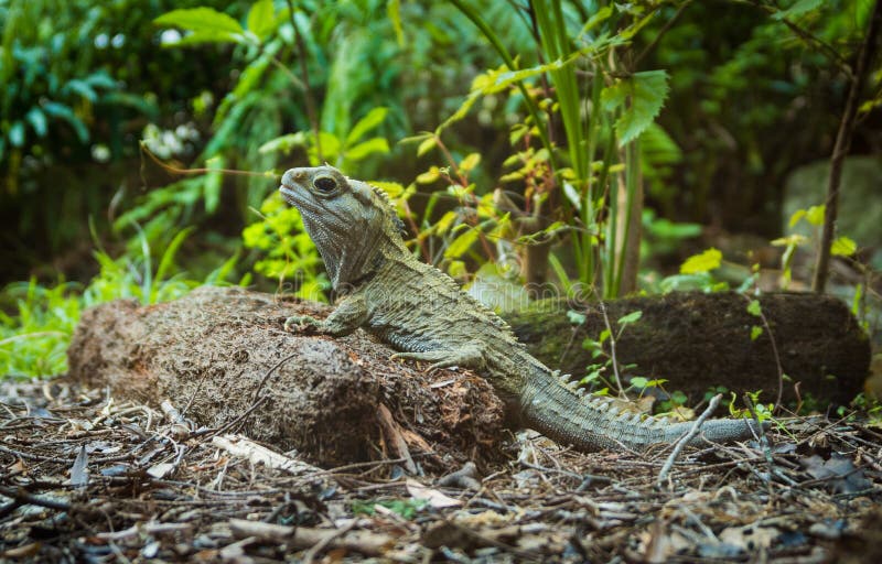 Tuatara stock foto Tuatara stock foto