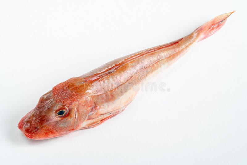 Spiny red gurnard stock image. Image of spiny, fish 252754091