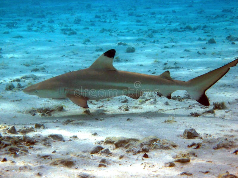 Tubarão-preto Carcharhinus Sinônimos Sobre O Recife De Coral Foto de Stock  - Imagem de animal, dentes: 157704248