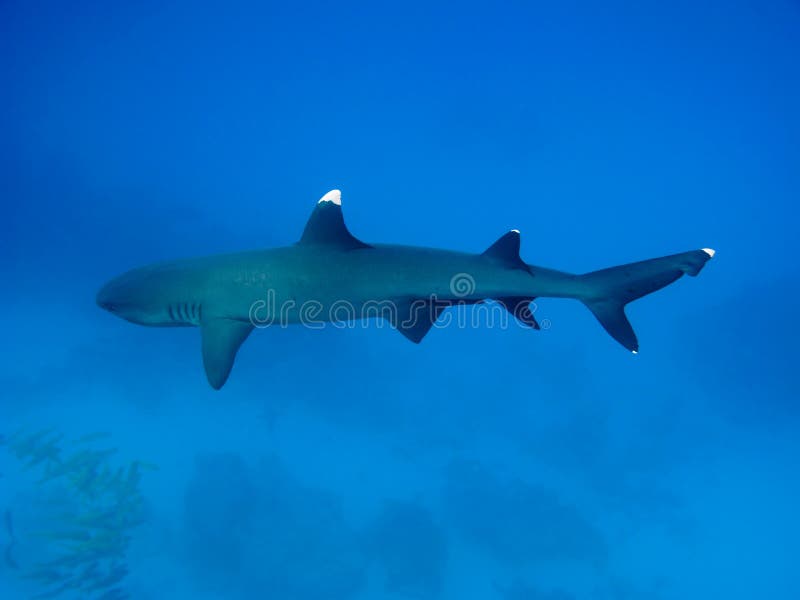 Tubarão-preto Carcharhinus Sinônimos Sobre O Recife De Coral Foto de Stock  - Imagem de animal, dentes: 157704248