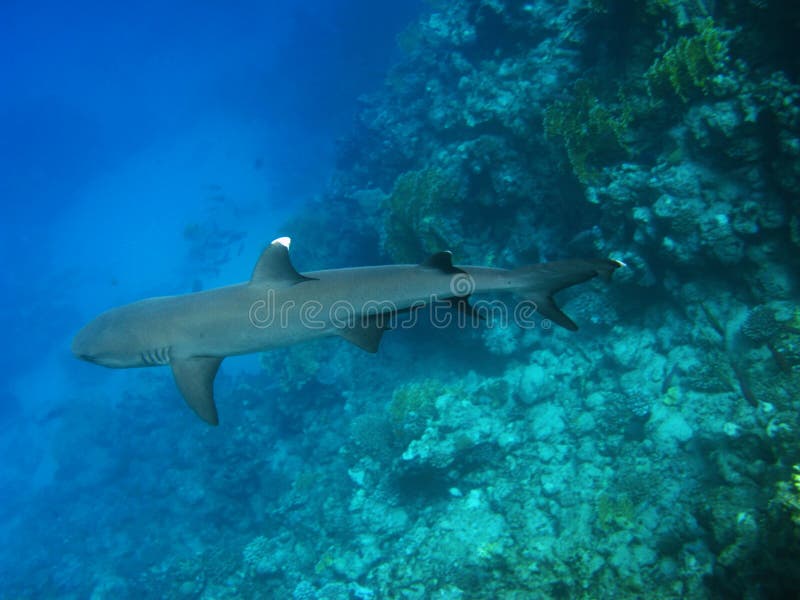 Tubarão-preto Carcharhinus Sinônimos Sobre O Recife De Coral Foto de Stock  - Imagem de animal, dentes: 157704248