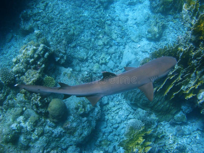 Tubarão-preto Carcharhinus Sinônimos Sobre O Recife De Coral Foto de Stock  - Imagem de animal, dentes: 157704248