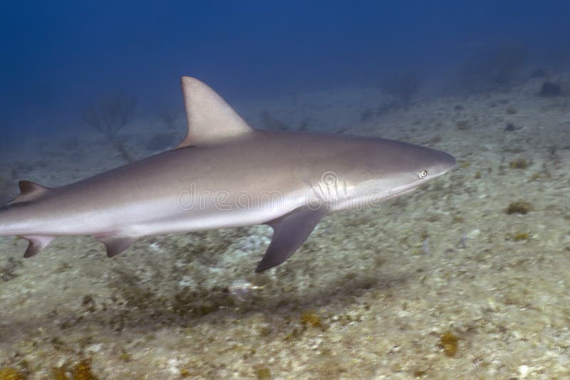 Tubarão-preto Carcharhinus Sinônimos Sobre O Recife De Coral Foto de Stock  - Imagem de animal, dentes: 157704248