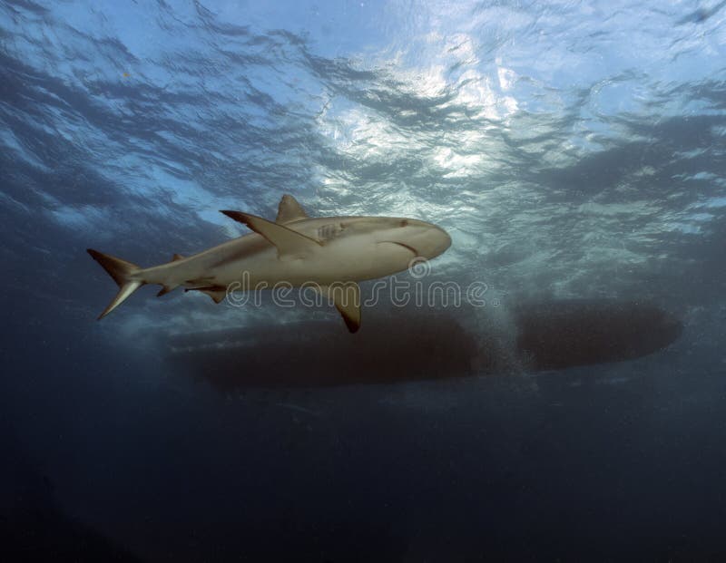 Tubarão-preto Carcharhinus Sinônimos Sobre O Recife De Coral Foto de Stock  - Imagem de animal, dentes: 157704248