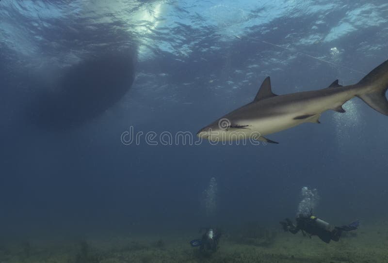Tubarão-preto Carcharhinus Sinônimos Sobre O Recife De Coral Foto de Stock  - Imagem de animal, dentes: 157704248
