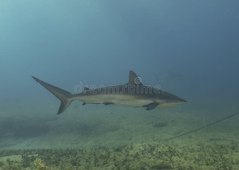 Tubarão-preto Carcharhinus Sinônimos Sobre O Recife De Coral Foto de Stock  - Imagem de animal, dentes: 157704248