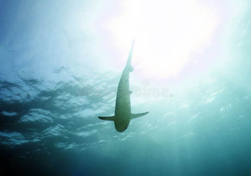 Tubarão-preto Carcharhinus Sinônimos Sobre O Recife De Coral Foto de Stock  - Imagem de animal, dentes: 157704248