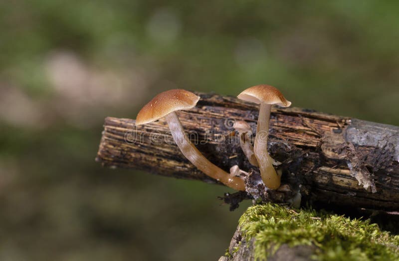 Tubaria furfuracea, commonly known as the scurfy twiglet, is a common species of agaric fungus