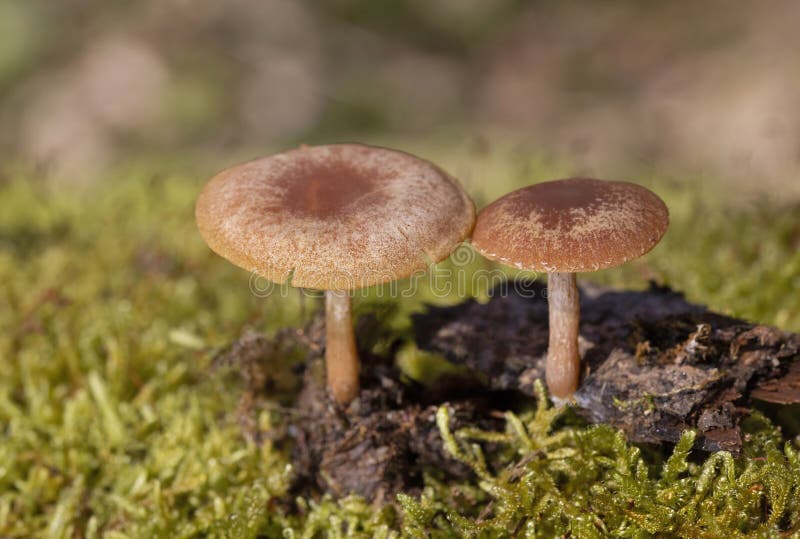 Tubaria furfuracea, commonly known as the scurfy twiglet, is a common species of agaric fungus