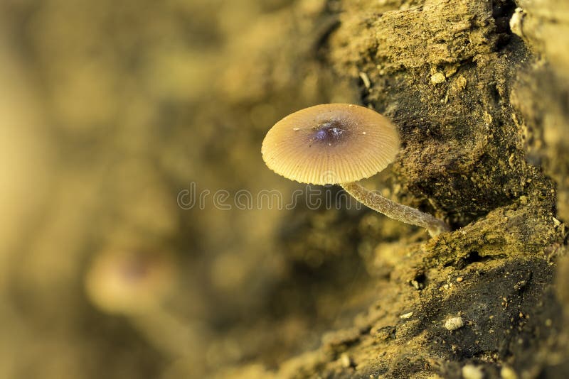 Tubaria furfuracea, Scurfy twiglet fungus, Malta, Mediterranean