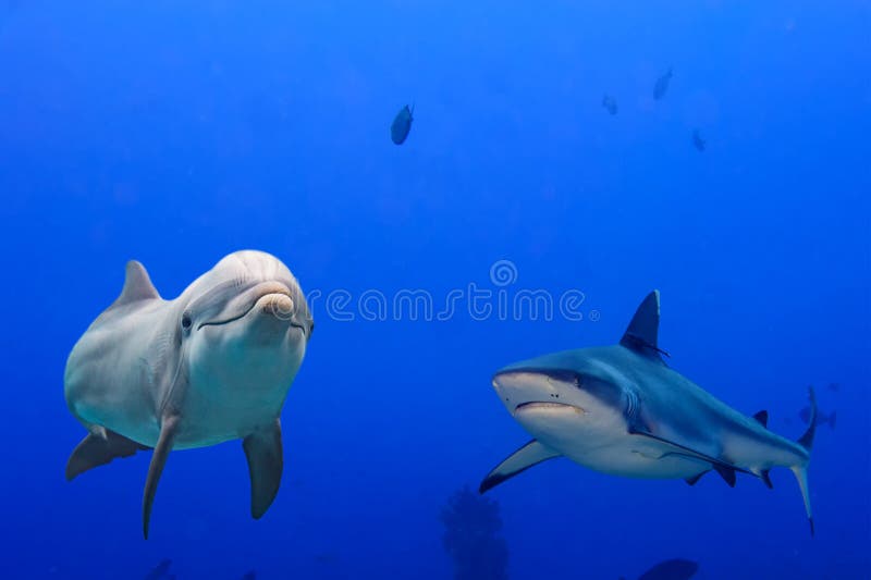 Tubarão cinzento e golfinho subaquáticos imagem de stock Tubarão cinzento e golfinho subaquáticos imagem de stock