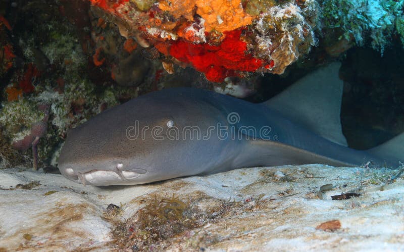 Tubarão de enfermeira (cirratum) do Ginglymostoma - Cozumel imagens de stock Tubarão de enfermeira (cirratum) do Ginglymostoma - Cozumel imagens de stock