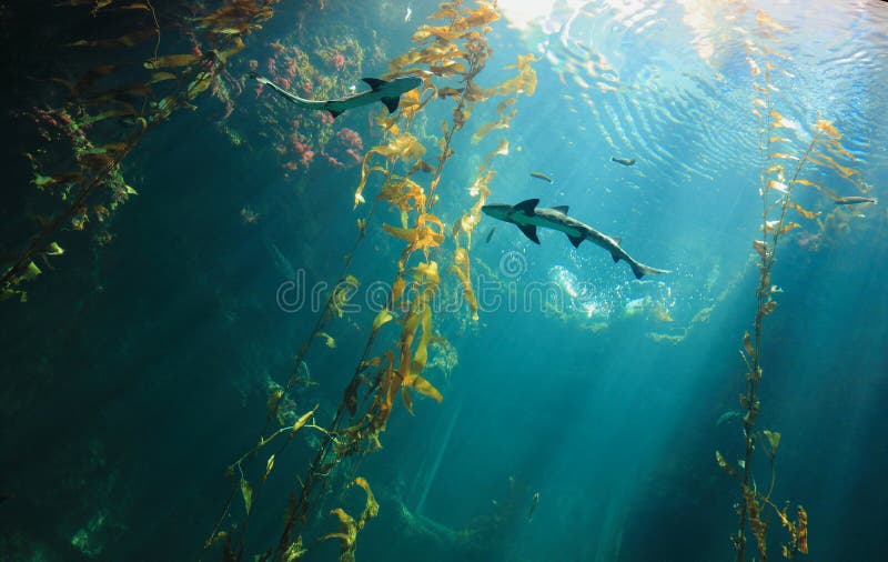 Small shark in the ocean with amazing light ray. Small shark in the ocean with amazing light ray