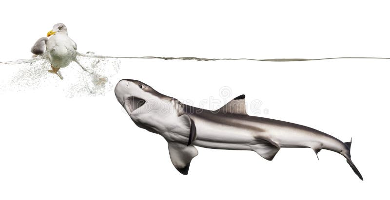 Tubarão caçando uma gaivota imagem de stock royalty free