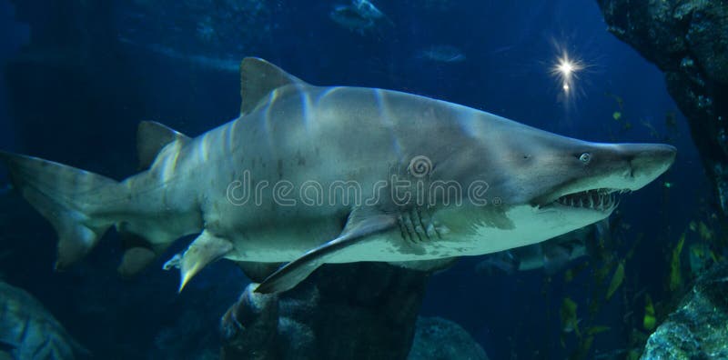 Sharks swimming in big aquarium. Sharks swimming in big aquarium