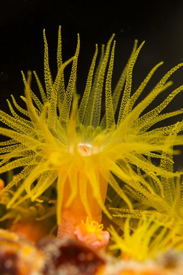 Tubastrea, sun coral, sun polyps underwater. Tubastrea, sun coral, sun polyps underwater