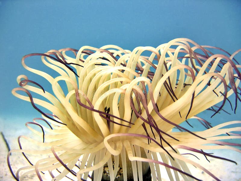 Tube Anemone royalty free stock photos