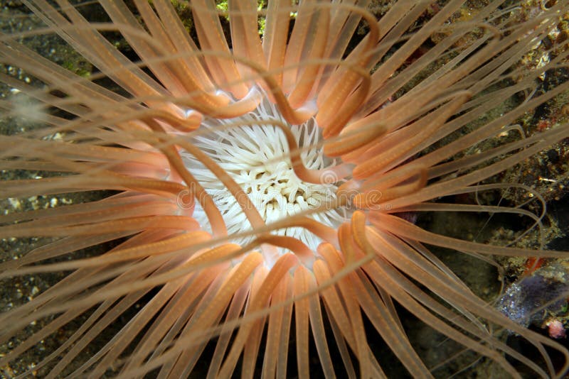 Tube Anemone stock photo. Image of animal, colored, straits - 7469390