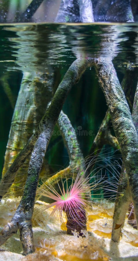 Tube anemone or cylinder anemone, Cerianthus membranaceus royalty free stock photo Tube anemone or cylinder anemone, Cerianthus membranaceus royalty free stock photo
