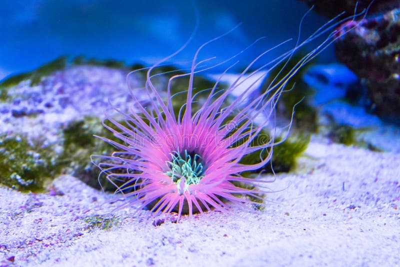 Tube anemone on the sand bottom royalty free stock images Tube anemone on the sand bottom royalty free stock images