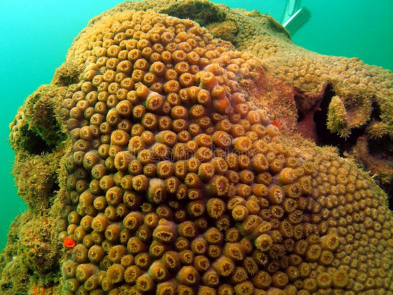 Tube Coral
