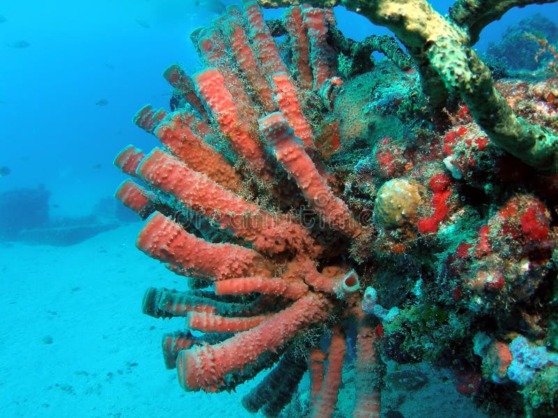 Tube coral at the Aqua Zoo