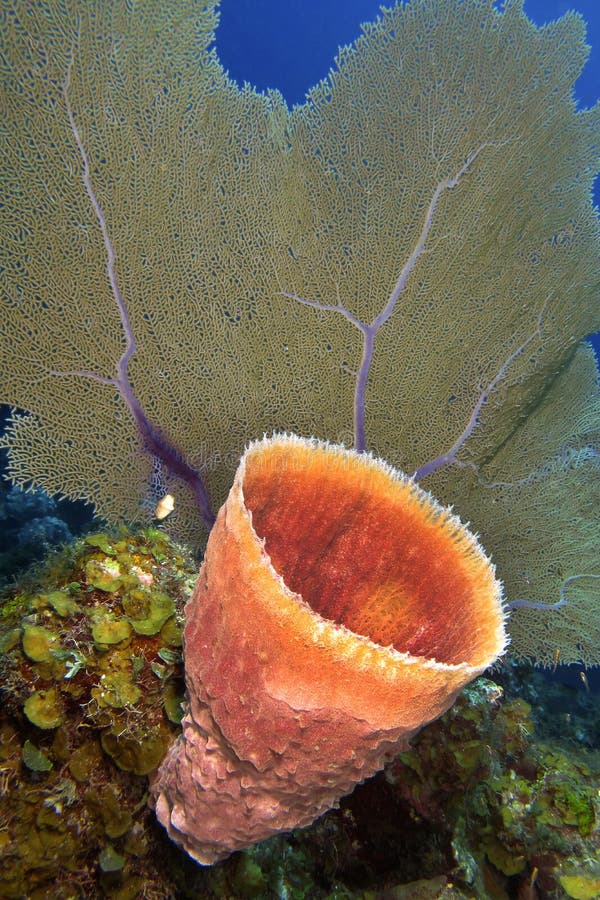 Grosse éponge En Mer Des Caraïbes Photo stock - Image du fond