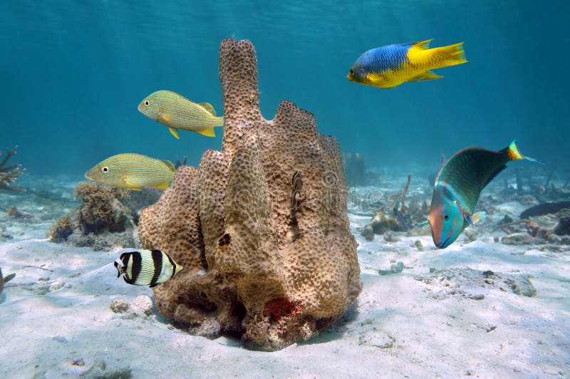 Tube sponge with colorful tropical fishes