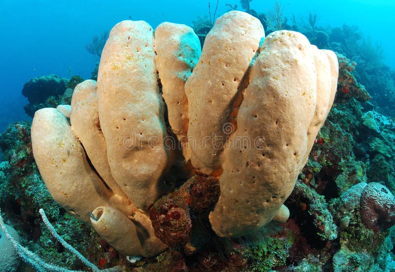 Tube sponge coral