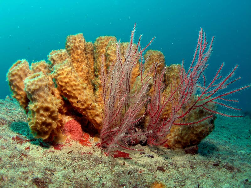 Tube Sponge and Sea Spray