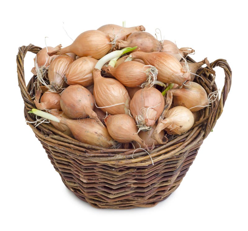 Onion, Tuber Freshly Picked From The Garden Stock Photo Image of