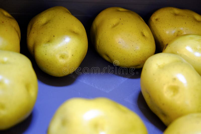Tubercules de pomme de terre crue Pommes de terre lavées par jeunes image libre de droits Tubercules de pomme de terre crue Pommes de terre lavées par jeunes image libre de droits