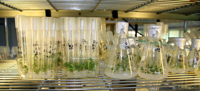 Plant tissue culture stock image. Image of examination 26536311