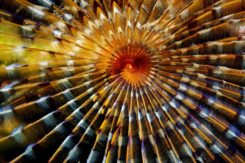 Tubeworm Macro