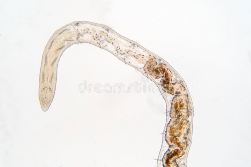 download tubifex worms live for sale download tubifex worms live for sale