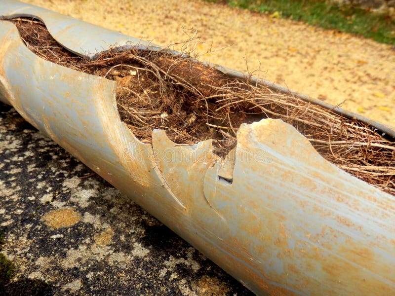 Split drainage pipe caused by ingress of tree roots. Split drainage pipe caused by ingress of tree roots