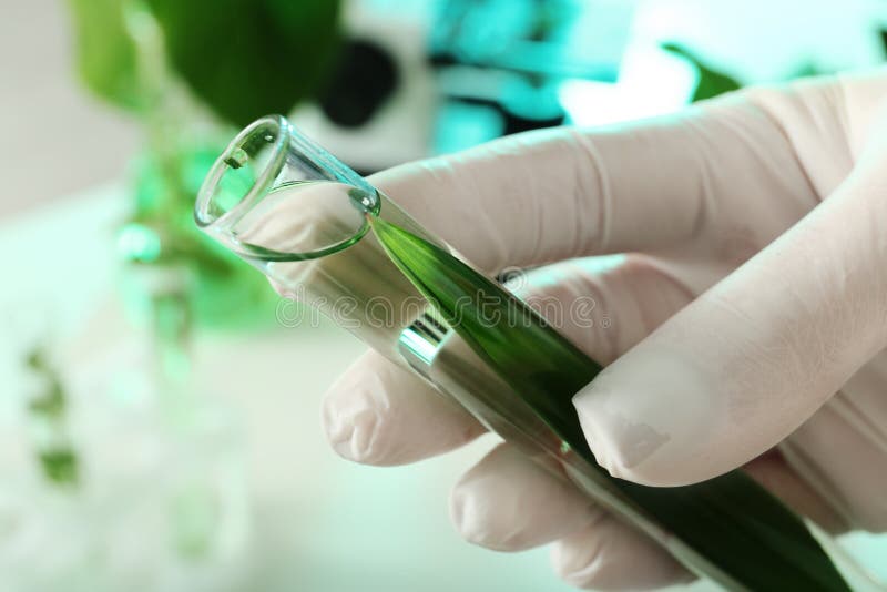 Tubo de ensayo de la tenencia del ayudante de laboratorio con la hoja en fondo borroso Química de la planta foto de archivo Tubo de ensayo de la tenencia del ayudante de laboratorio con la hoja en fondo borroso Química de la planta foto de archivo