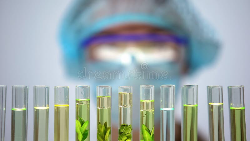 Tubos de ensaio com o pesquisador das plantas verdes atrás, sabão orgânico, indústria da beleza fotografia de stock royalty free Tubos de ensaio com o pesquisador das plantas verdes atrás, sabão orgânico, indústria da beleza fotografia de stock royalty free