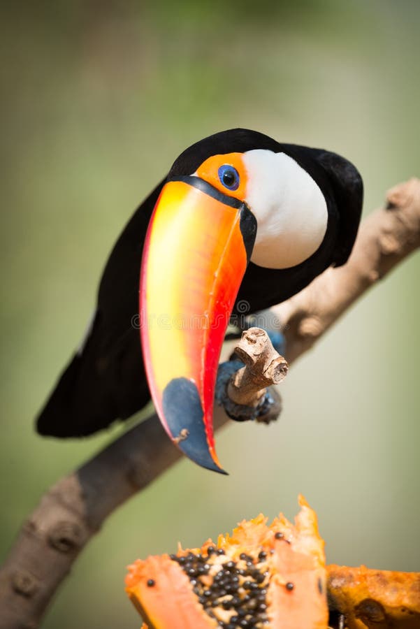 Tucano de Toco que gira principal para comer a papaia foto de stock royalty free Tucano de Toco que gira principal para comer a papaia foto de stock royalty free