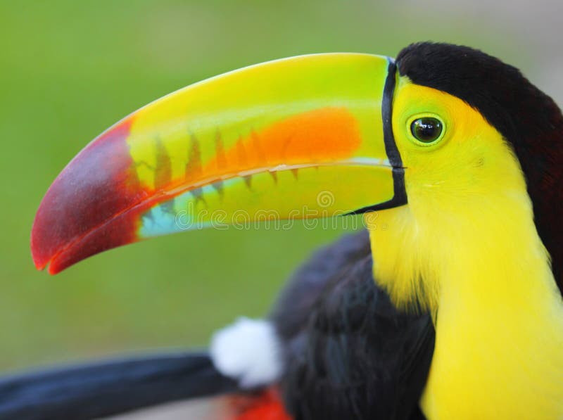 Tucano. Keel Billed Toucan, de América Central. Macro imagem de stock royalty free Tucano. Keel Billed Toucan, de América Central. Macro imagem de stock royalty free