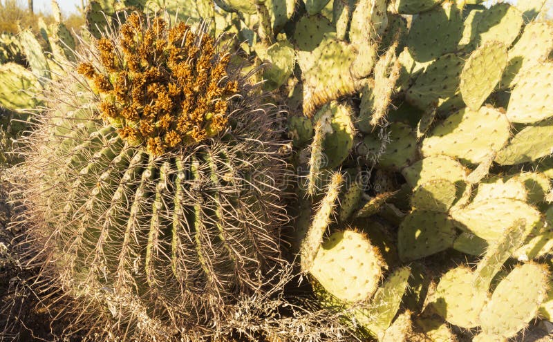 https://thumbs.dreamstime.com/b/tucson-united-states-oct-fish-hook-barrel-cactus-tucson-united-states-oct-fish-hook-barrel-prickly-pear-cactus-late-203971511.jpg