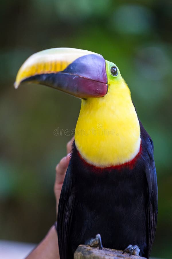 Tucán de la castaña-mandibled - swainsonii del ambiguus de Ramphastos imágenes de archivo libres de regalías Tucán de la castaña-mandibled - swainsonii del ambiguus de Ramphastos imágenes de archivo libres de regalías
